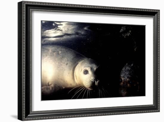 Grey Seals Halichoerus Grypus under Water-Darroch Donald-Framed Photographic Print