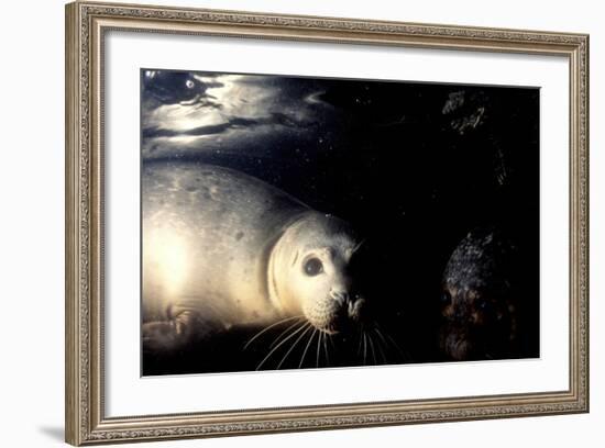Grey Seals Halichoerus Grypus under Water-Darroch Donald-Framed Photographic Print