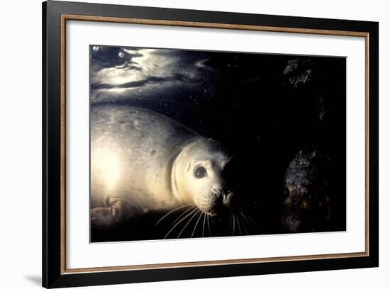 Grey Seals Halichoerus Grypus under Water-Darroch Donald-Framed Photographic Print