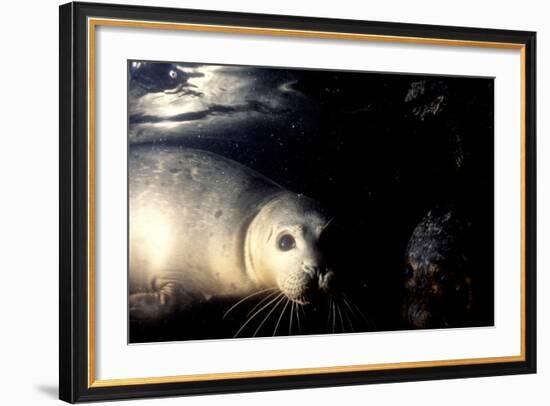 Grey Seals Halichoerus Grypus under Water-Darroch Donald-Framed Photographic Print