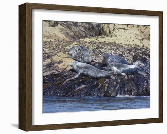 Grey Seals, Isles of Scilly, Cornwall, United Kingdom, Europe-Robert Harding-Framed Photographic Print
