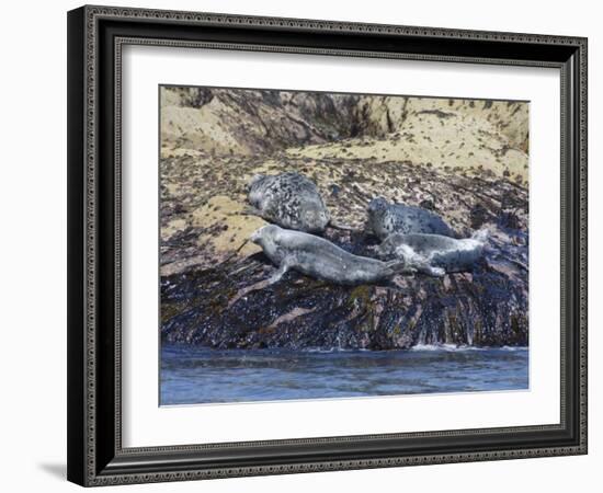 Grey Seals, Isles of Scilly, Cornwall, United Kingdom, Europe-Robert Harding-Framed Photographic Print