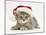 Grey Spice Kitten Wearing a Father Christmas Hat-Jane Burton-Mounted Photographic Print