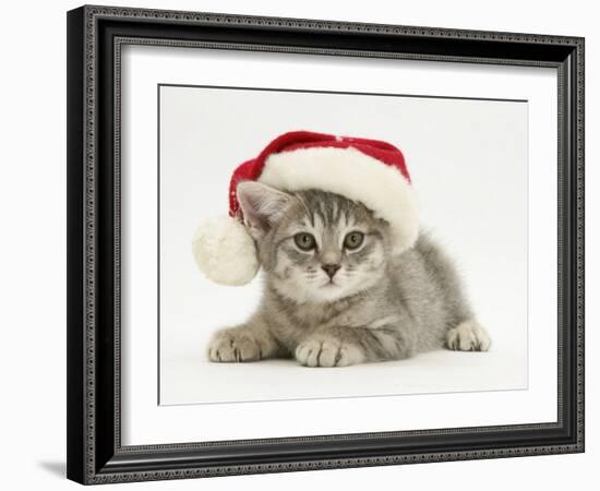 Grey Spice Kitten Wearing a Father Christmas Hat-Jane Burton-Framed Photographic Print