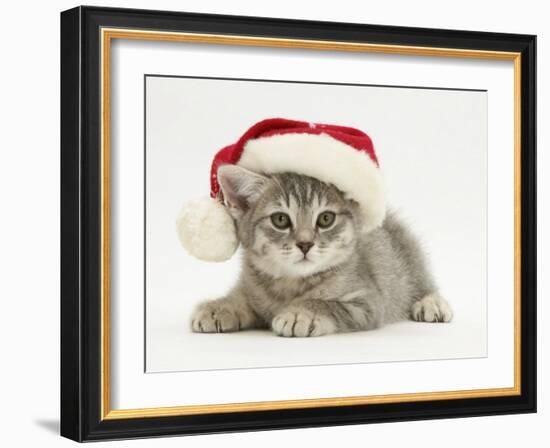 Grey Spice Kitten Wearing a Father Christmas Hat-Jane Burton-Framed Photographic Print
