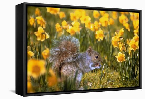 Grey Squirrel Amongst Daffodils Eating a Nut-Geoff Tompkinson-Framed Premier Image Canvas