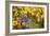 Grey Squirrel Amongst Daffodils Eating a Nut-Geoff Tompkinson-Framed Photographic Print