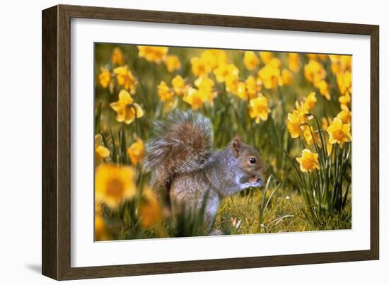 Grey Squirrel Amongst Daffodils Eating a Nut-Geoff Tompkinson-Framed Photographic Print