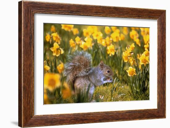 Grey Squirrel Amongst Daffodils Eating a Nut-Geoff Tompkinson-Framed Photographic Print