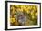 Grey Squirrel Amongst Daffodils Eating a Nut-Geoff Tompkinson-Framed Photographic Print