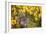 Grey Squirrel Amongst Daffodils Eating a Nut-Geoff Tompkinson-Framed Photographic Print
