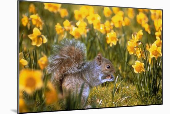 Grey Squirrel Amongst Daffodils Eating a Nut-Geoff Tompkinson-Mounted Photographic Print