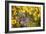 Grey Squirrel Amongst Daffodils Eating a Nut-Geoff Tompkinson-Framed Photographic Print