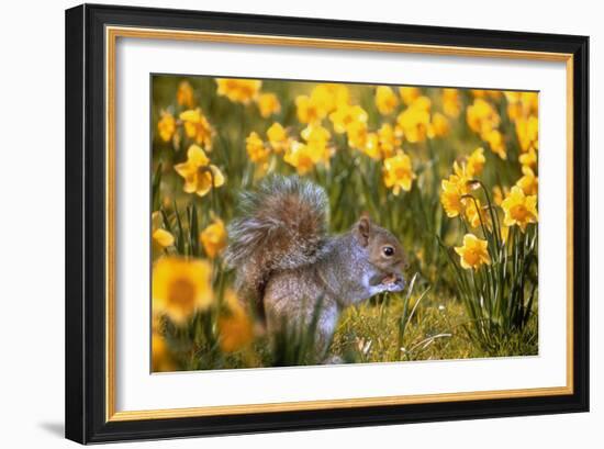 Grey Squirrel Amongst Daffodils Eating a Nut-Geoff Tompkinson-Framed Photographic Print