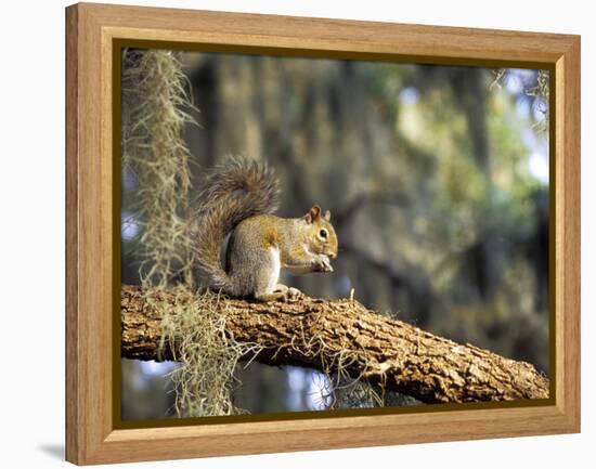 Grey Squirrel Feeding on Oak Branch, Florida, Usa-Maresa Pryor-Framed Premier Image Canvas