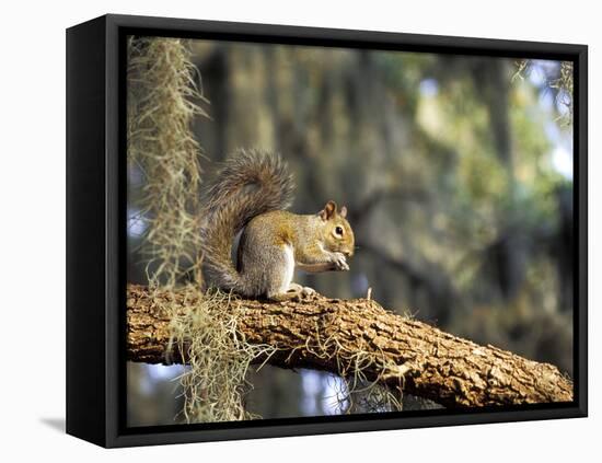 Grey Squirrel Feeding on Oak Branch, Florida, Usa-Maresa Pryor-Framed Premier Image Canvas