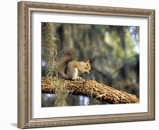 Grey Squirrel Feeding on Oak Branch, Florida, Usa-Maresa Pryor-Framed Photographic Print