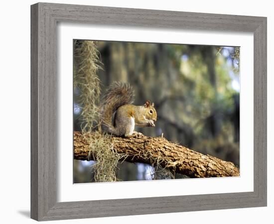 Grey Squirrel Feeding on Oak Branch, Florida, Usa-Maresa Pryor-Framed Photographic Print