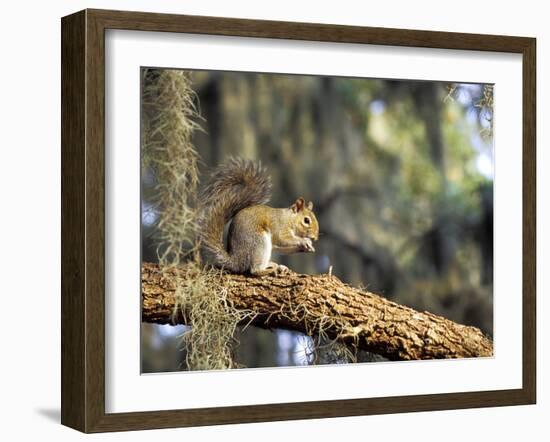 Grey Squirrel Feeding on Oak Branch, Florida, Usa-Maresa Pryor-Framed Photographic Print