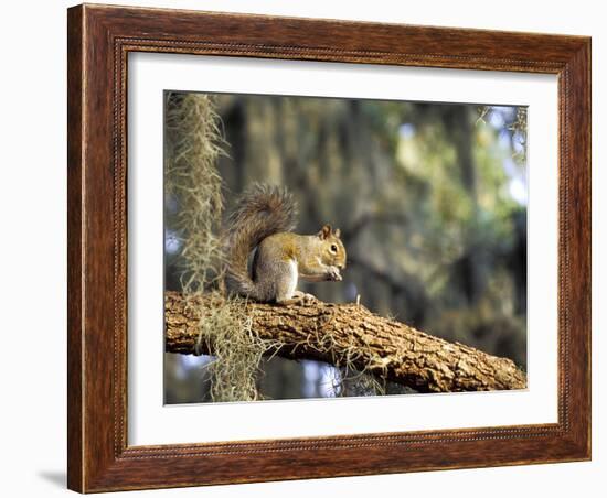 Grey Squirrel Feeding on Oak Branch, Florida, Usa-Maresa Pryor-Framed Photographic Print
