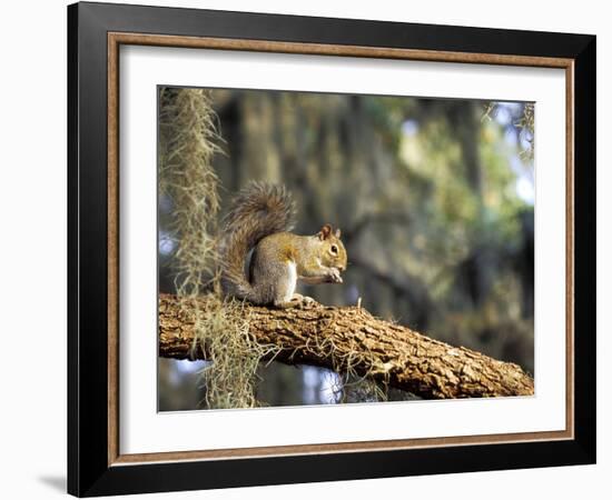 Grey Squirrel Feeding on Oak Branch, Florida, Usa-Maresa Pryor-Framed Photographic Print