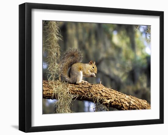 Grey Squirrel Feeding on Oak Branch, Florida, Usa-Maresa Pryor-Framed Photographic Print