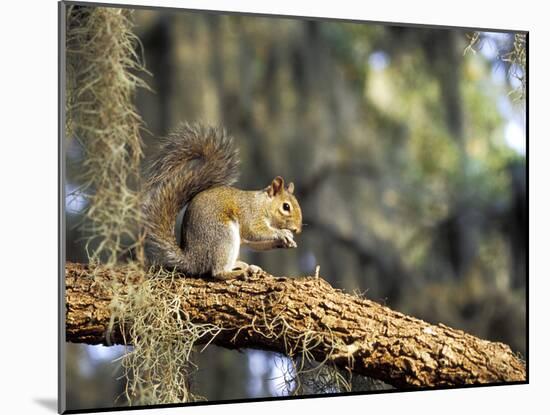Grey Squirrel Feeding on Oak Branch, Florida, Usa-Maresa Pryor-Mounted Photographic Print