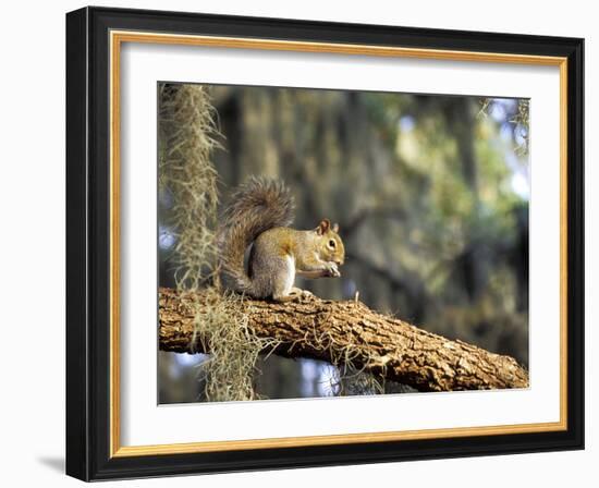 Grey Squirrel Feeding on Oak Branch, Florida, Usa-Maresa Pryor-Framed Photographic Print