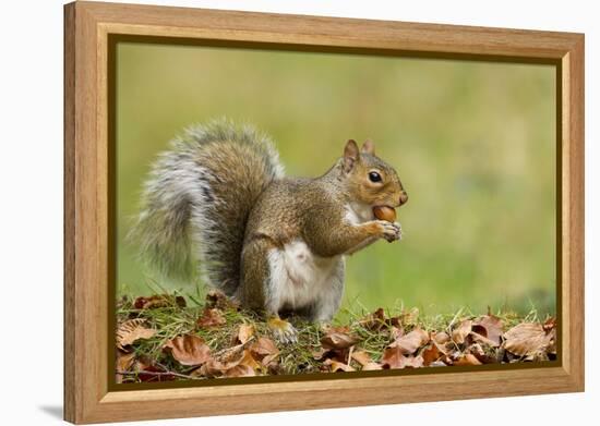 Grey Squirrel Finding Acorn Amongst Autumn Leaves-null-Framed Premier Image Canvas