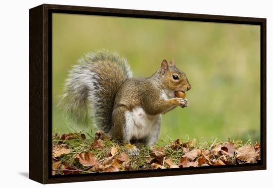 Grey Squirrel Finding Acorn Amongst Autumn Leaves-null-Framed Premier Image Canvas