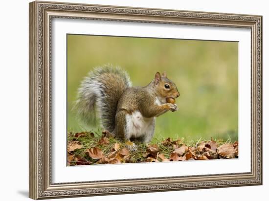 Grey Squirrel Finding Acorn Amongst Autumn Leaves-null-Framed Photographic Print