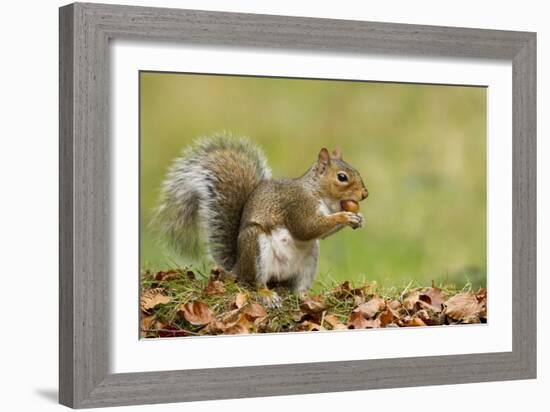 Grey Squirrel Finding Acorn Amongst Autumn Leaves-null-Framed Photographic Print