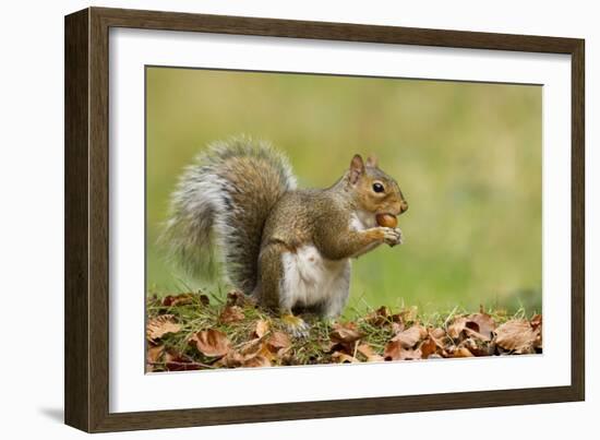 Grey Squirrel Finding Acorn Amongst Autumn Leaves-null-Framed Photographic Print