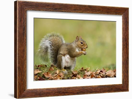 Grey Squirrel Finding Acorn Amongst Autumn Leaves-null-Framed Photographic Print