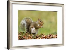 Grey Squirrel Finding Acorn Amongst Autumn Leaves-null-Framed Photographic Print