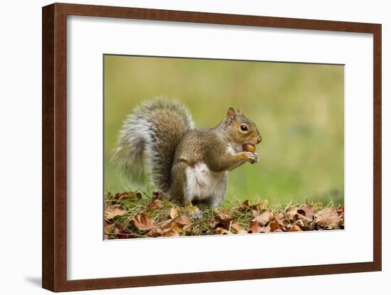 Grey Squirrel Finding Acorn Amongst Autumn Leaves-null-Framed Photographic Print