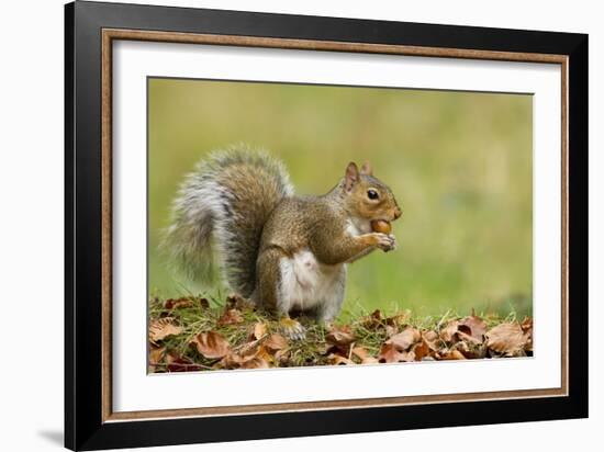 Grey Squirrel Finding Acorn Amongst Autumn Leaves-null-Framed Photographic Print