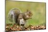 Grey Squirrel Finding Acorn Amongst Autumn Leaves-null-Mounted Photographic Print