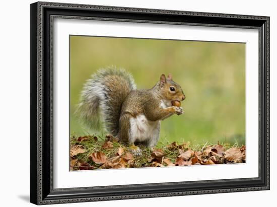 Grey Squirrel Finding Acorn Amongst Autumn Leaves-null-Framed Photographic Print