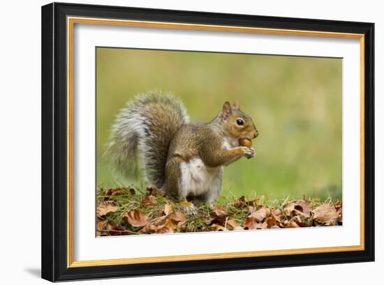 Grey Squirrel Finding Acorn Amongst Autumn Leaves-null-Framed Photographic Print