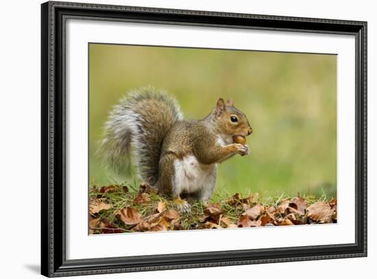 Grey Squirrel Finding Acorn Amongst Autumn Leaves-null-Framed Photographic Print