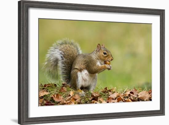 Grey Squirrel Finding Acorn Amongst Autumn Leaves-null-Framed Photographic Print