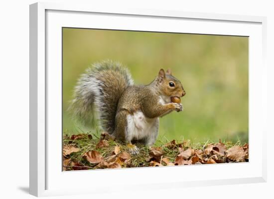 Grey Squirrel Finding Acorn Amongst Autumn Leaves-null-Framed Photographic Print