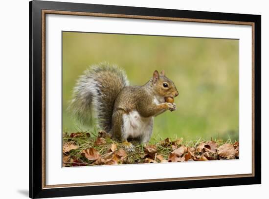 Grey Squirrel Finding Acorn Amongst Autumn Leaves--Framed Photographic Print