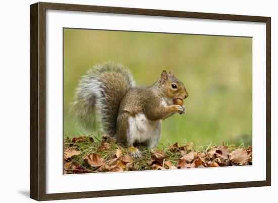 Grey Squirrel Finding Acorn Amongst Autumn Leaves-null-Framed Photographic Print