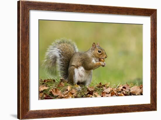 Grey Squirrel Finding Acorn Amongst Autumn Leaves-null-Framed Photographic Print