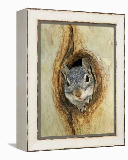 Grey Squirrel in Sycamore Tree Hole, Madera Canyon, Arizona, USA-Rolf Nussbaumer-Framed Premier Image Canvas