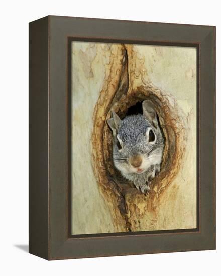 Grey Squirrel in Sycamore Tree Hole, Madera Canyon, Arizona, USA-Rolf Nussbaumer-Framed Premier Image Canvas