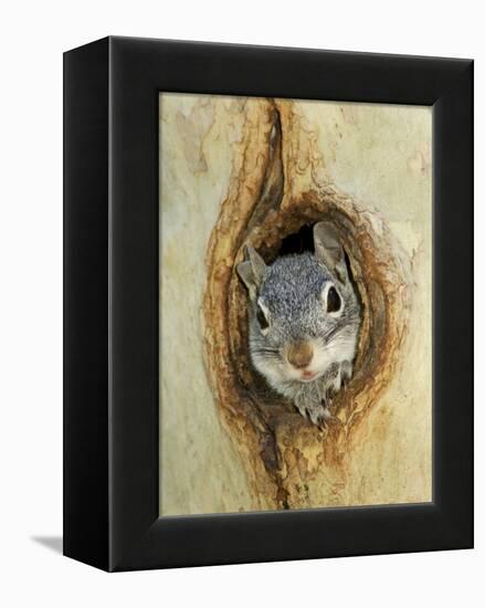 Grey Squirrel in Sycamore Tree Hole, Madera Canyon, Arizona, USA-Rolf Nussbaumer-Framed Premier Image Canvas