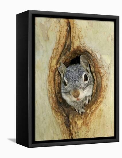 Grey Squirrel in Sycamore Tree Hole, Madera Canyon, Arizona, USA-Rolf Nussbaumer-Framed Premier Image Canvas